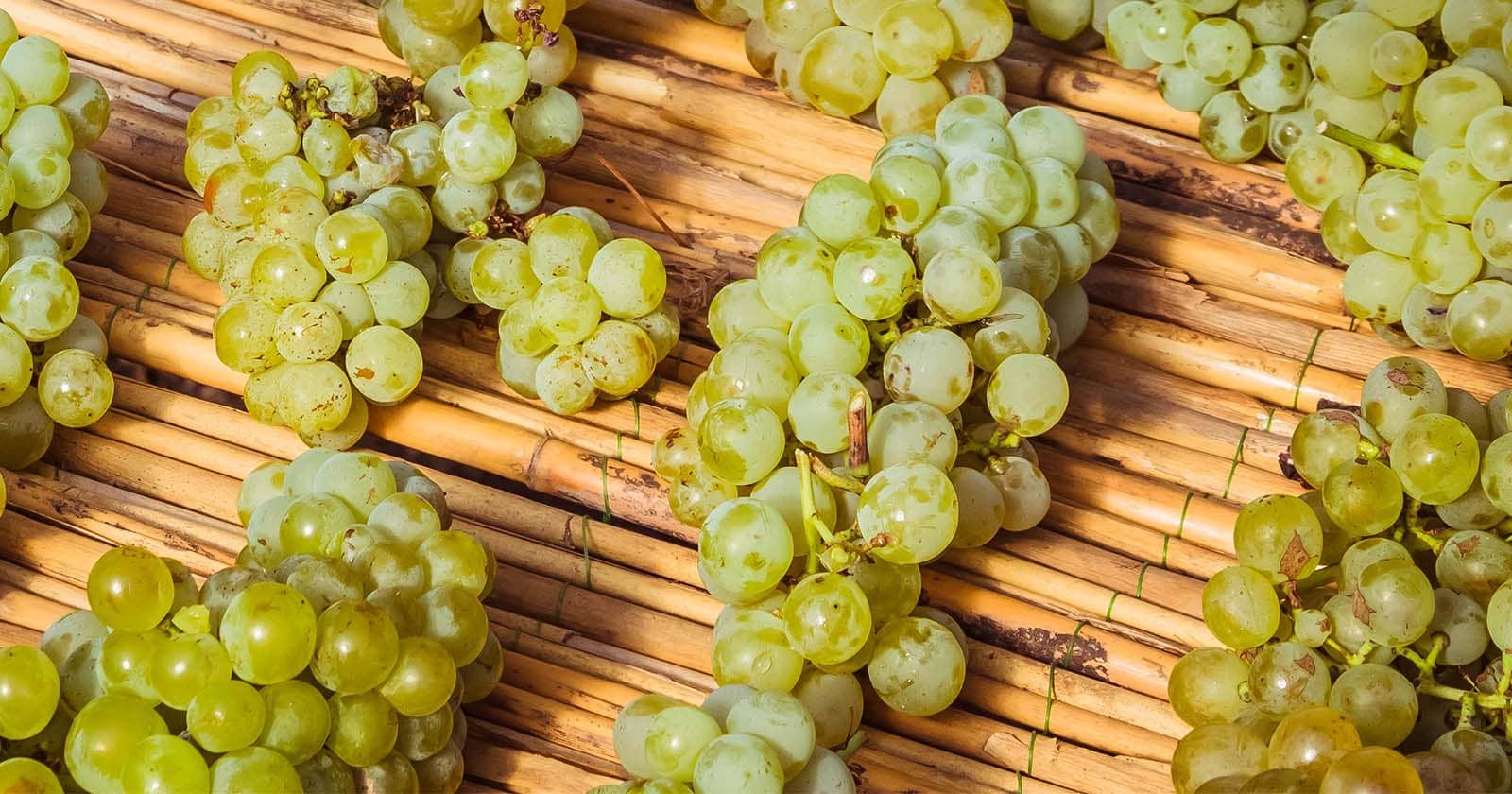Featured image for “DER SCHILFWEIN ODER AUCH STROHWEIN GENANNT.”